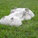 Hippo, Hippopotamus Large Head, Lawn Garden Ornament, Sculpture 22" Long, Detailed