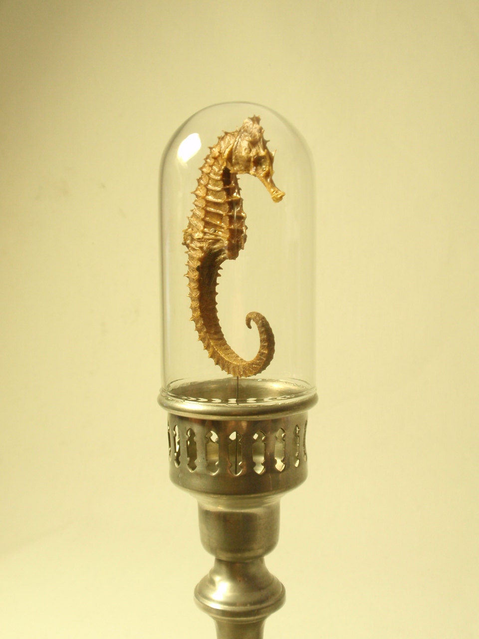 Seahorse In Glass Dome On Pewter Base