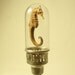 Seahorse In Glass Dome On Pewter Base
