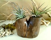 Unique double tree trunk with 2 Premium Air plants - Terrarium - Home decor - One of a kind