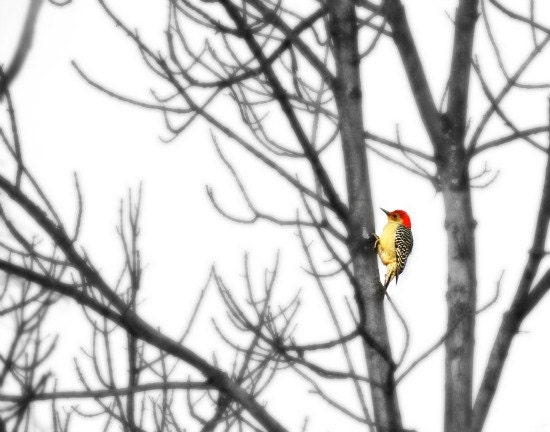 Downy Woodpecker, Crimson, Scarlet, Red Fine Art Photography, Bird, Black and White,