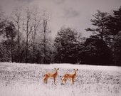 Deer, Baby fawns Fine Art Photograph, Woodland, Animal, Forest,