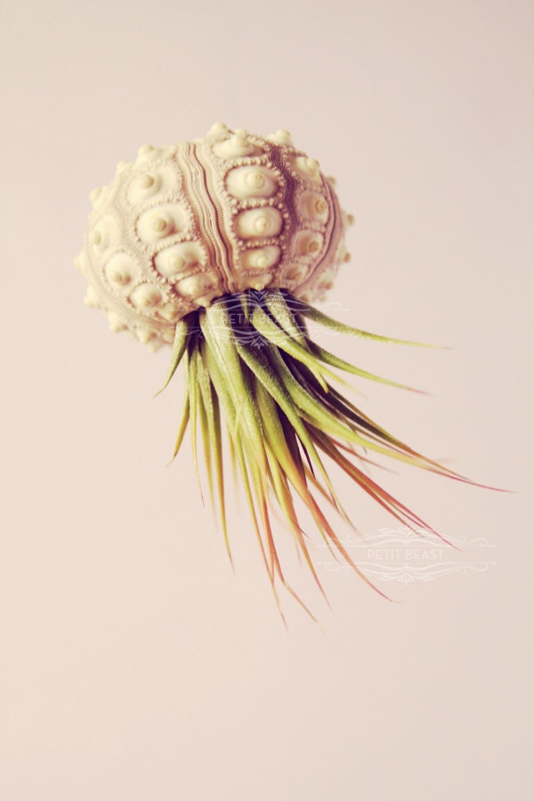 Voyager Jellyfish Air Plant // Octopus Sputnik Sea Urchin Wedding Favor Decor Gift DIY shell hanging art