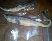 Fetal shark pup wet specimen Qty.1