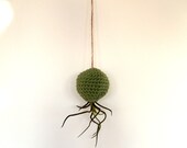 Hanging Air Plant Container Pod with Bulbosa Air Plant - Sage Green