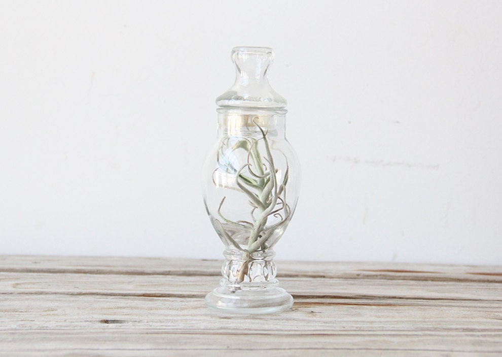 Tall Glass Apothecary Jar.