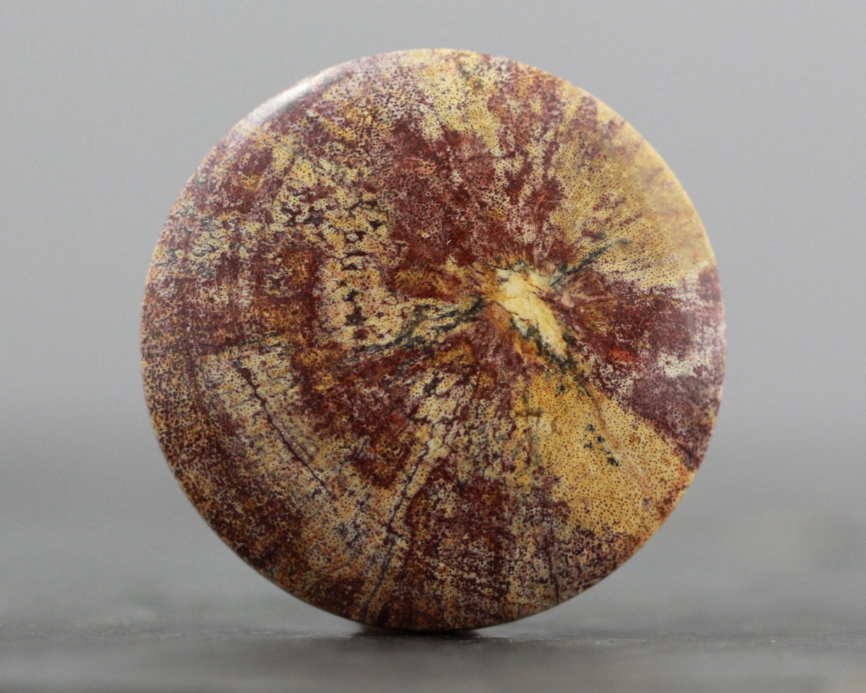 Petrified Wood Fossil - Flat Back, Circle, Coin - Natural, Organic Stone - 33mm (C2615)