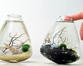 Marimo Aquatic Terrarium - Japanese Moss Ball Aquarium - Rolling Vase - Sea Fan - Sand - Shells