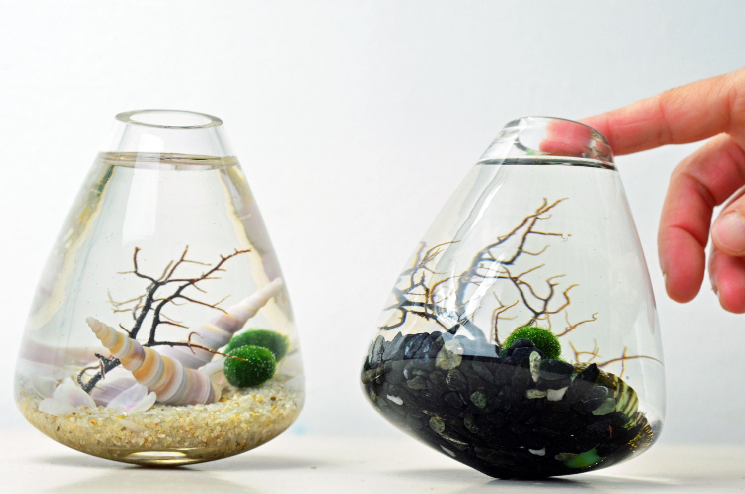 Marimo Aquatic Terrarium - Japanese Moss Ball Aquarium - Rolling Vase - Sea Fan - Sand - Shells