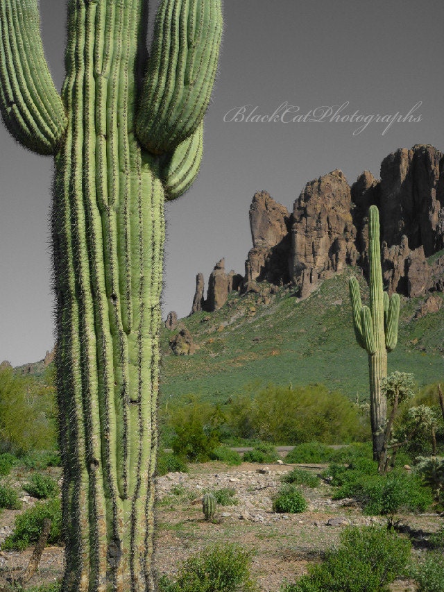 Desert Landscape, Green cactus, Wild West, Fine Art Travel Photography, Nature 8 x10, Southwest saguaro green
