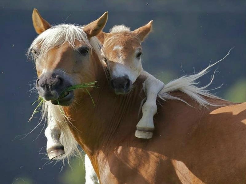 4 Horse Mother and Foal Horses Greeting Notecards/ Envelopes Set