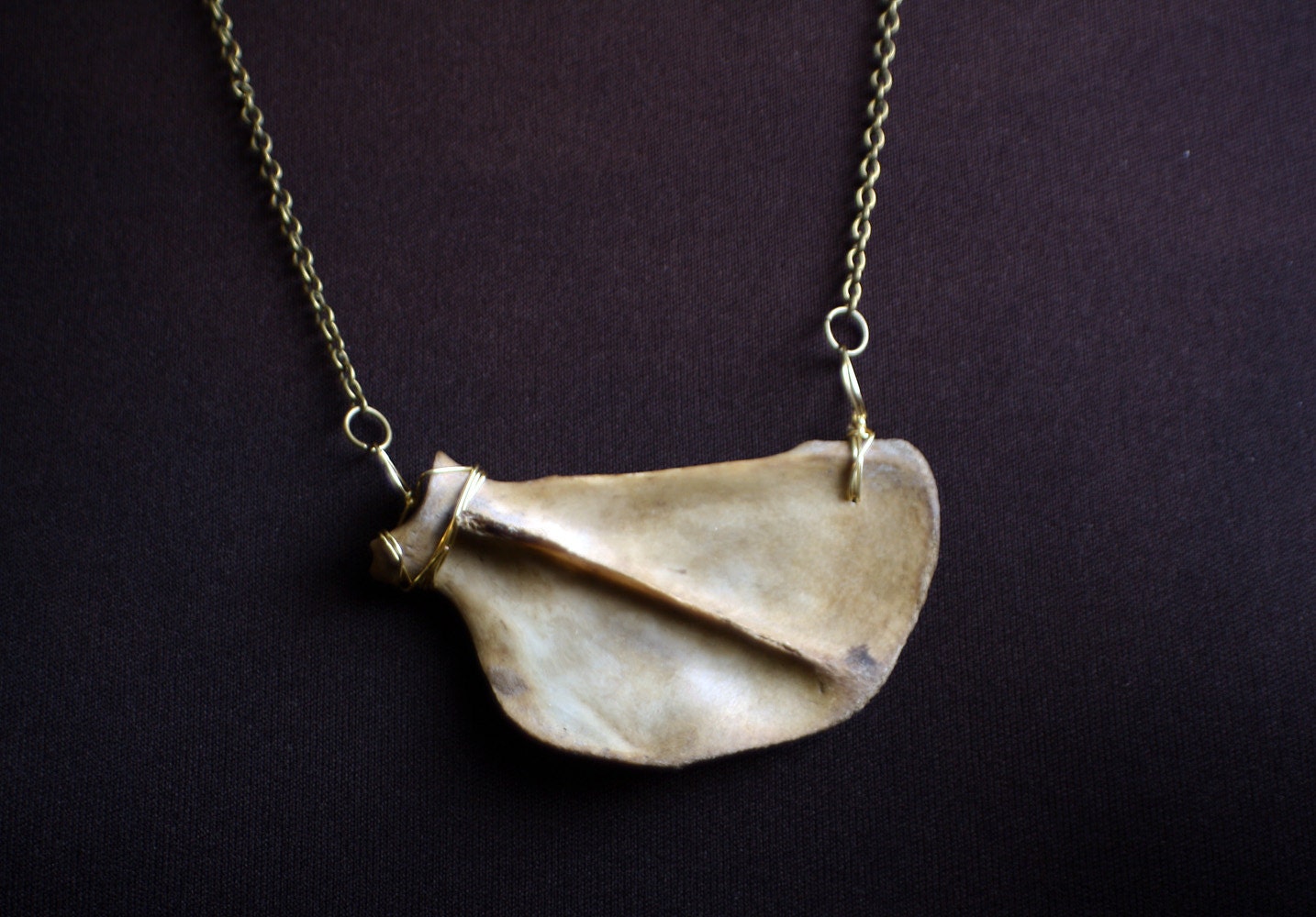 Scapula