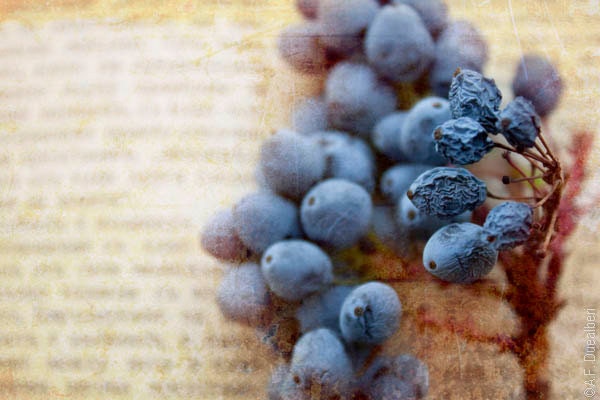 SALE 8x12 Nature Photo Blue Berries Shabby Chic Home Decor art for kitchen