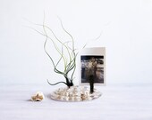 Glass Flower Frog- Free Shipping