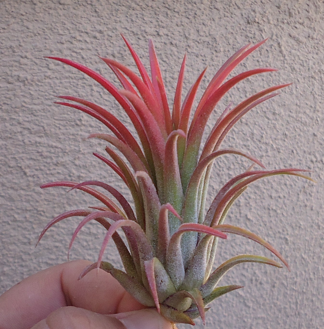 Large Tillandsia Ionantha Tall Velvet Air Plants
