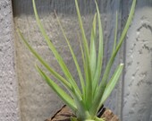 Tillandsia Concolor 3-4"