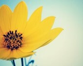 flower photograph close up, sunflower yellow spring green sky blue blurred - 8 x 10 nature photography wall art print