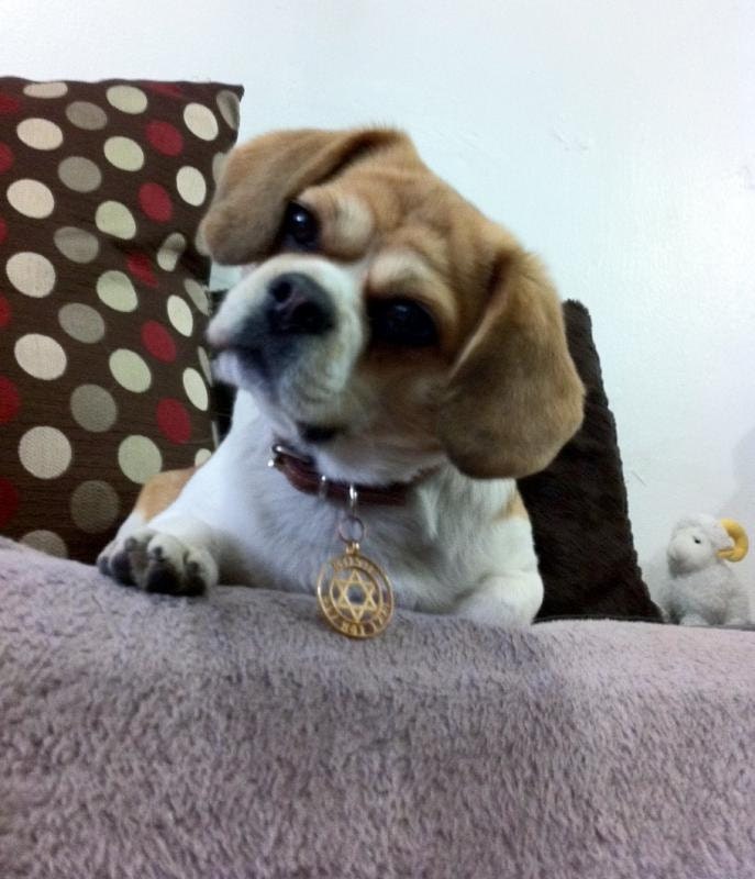 Pet ID Tag - Star of David Custom Dog or Cat ID Tag