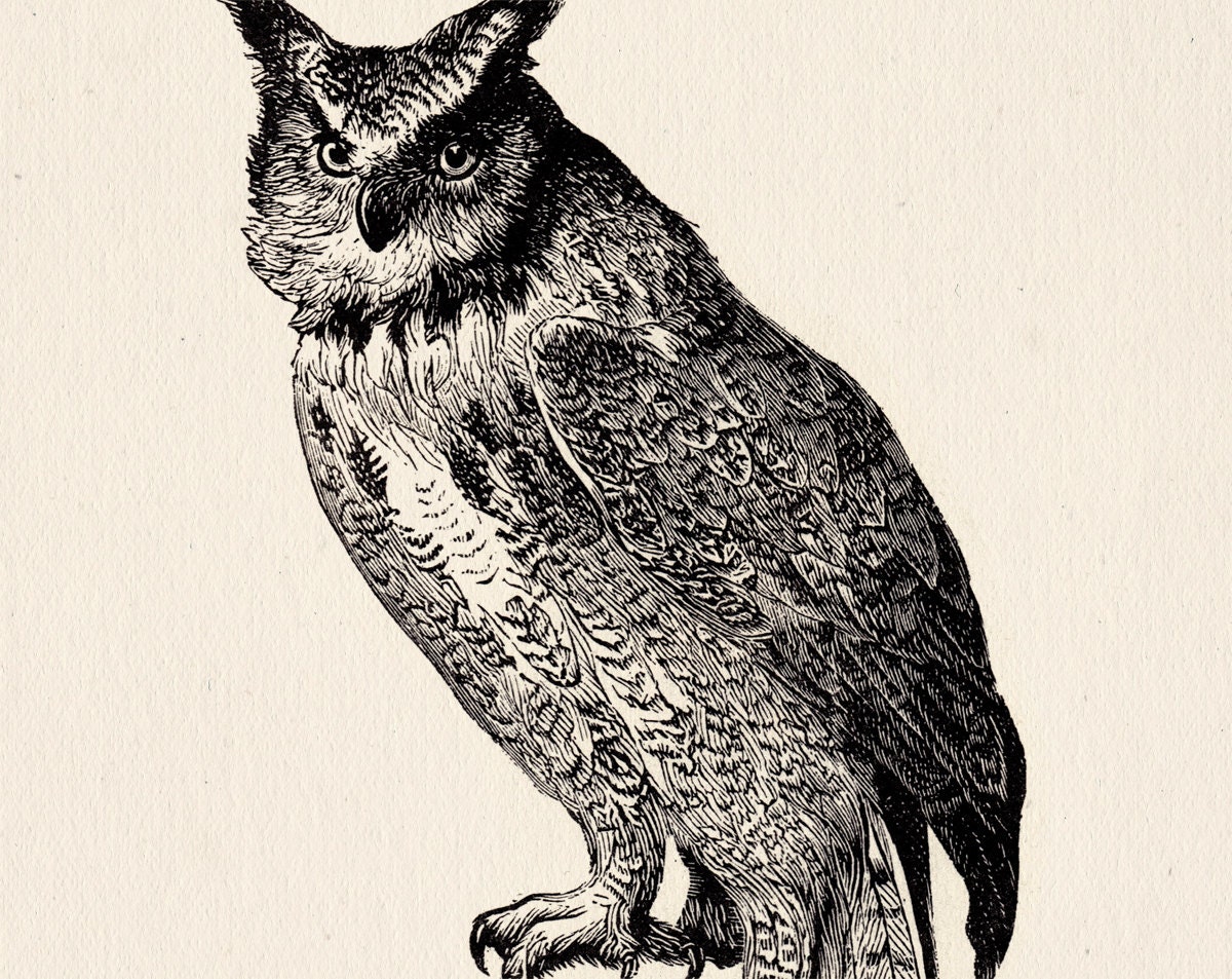 Vintage Owl Art 89