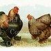 PARTRIDGE COCHINS Biggle Poultry Digital Image for Cardmaking Scrapbooking Altered Art Mixed Media