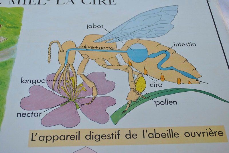 1950s French school poster, Honey & Oysters, 1950s collectible graphics, vintage French kitchen, Vintage French collections, Home decor