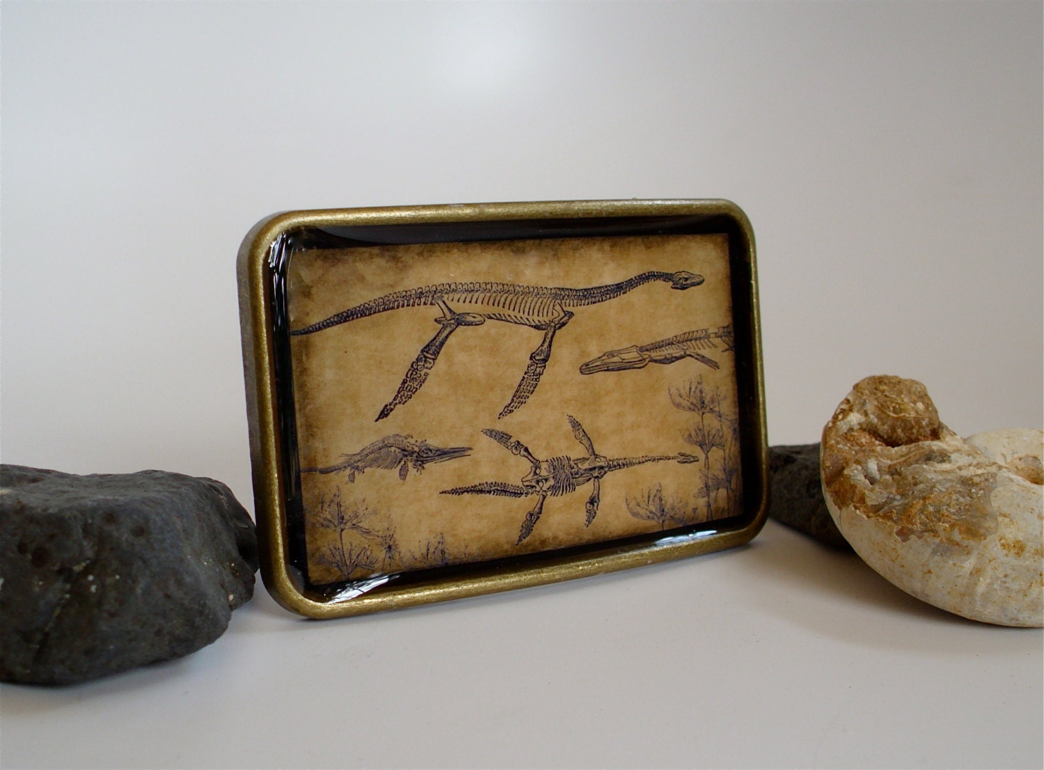 Sea Dinosaur / Fossil Belt Buckle - Plesiosaur , Ichtyosaurus , and Archegosaurus - Antique Dino Print Buckle in Brass