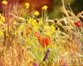 Summer Garden Photo, Poppies, Red, Yellow and Orange Flower Photography, Wheat Field, Sunshine, Spring, Floral, Gold, Rainbow - WildlifeS