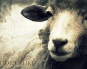 Sheep Photograph, Ewe, Spring Decor, Nature, Fine Art Photography, 8x12, Black and White Softness, Monochrome - Lady BaahBaah