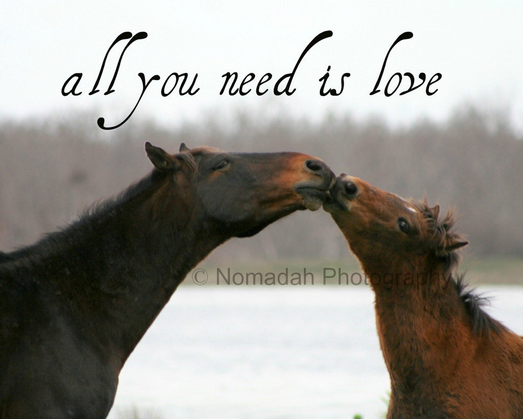 Wild Horses kissing, Love, fine art photography, Animal photography, Valentine gift Girlfriend, Boyfriend, Husband, Wife, Couples, Lovers