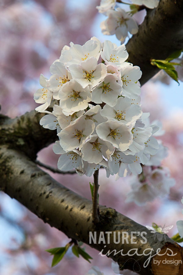 Nature Photography, Flower photography, Pink Cherry Blossom, Gifts for Mom, gift under 50, photography wall art, home decor, 8x12 print