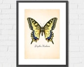 Art Print Vintage Butterfly (Blue and Yellow) Archival Print 8x10 or A4