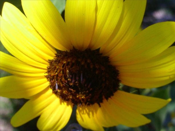 Yellow Sun Flower Greeting Cards Blank Digital Fine Art Photography - AntHunnysPhotography