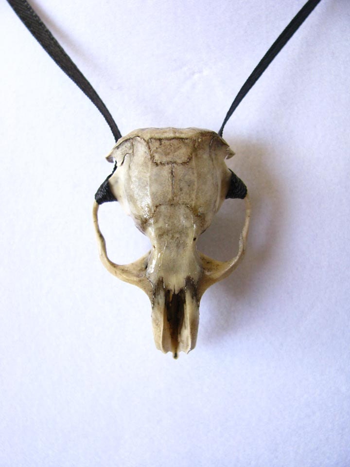 Necklace with Real Rat Skull Memento Mori