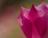 Flower Photography, Nature Photography, Floral Wall Art -Tulip, Pink, Soft Green -Shabby Chic, Country Decor