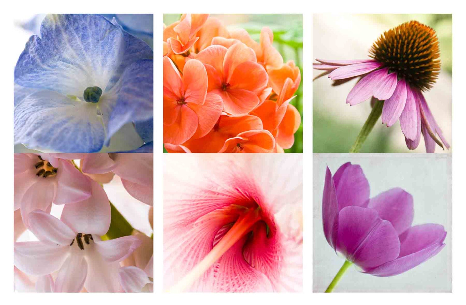 5x5 Art Print Set - Colorful Flower Photography - Fine Art Photographs - Nature Photos Blue Coral Pink Purple Red Wall Art