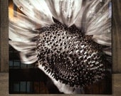 Hope---A photograph of a sunflower infused onto an 16x16" high-gloss metal plate