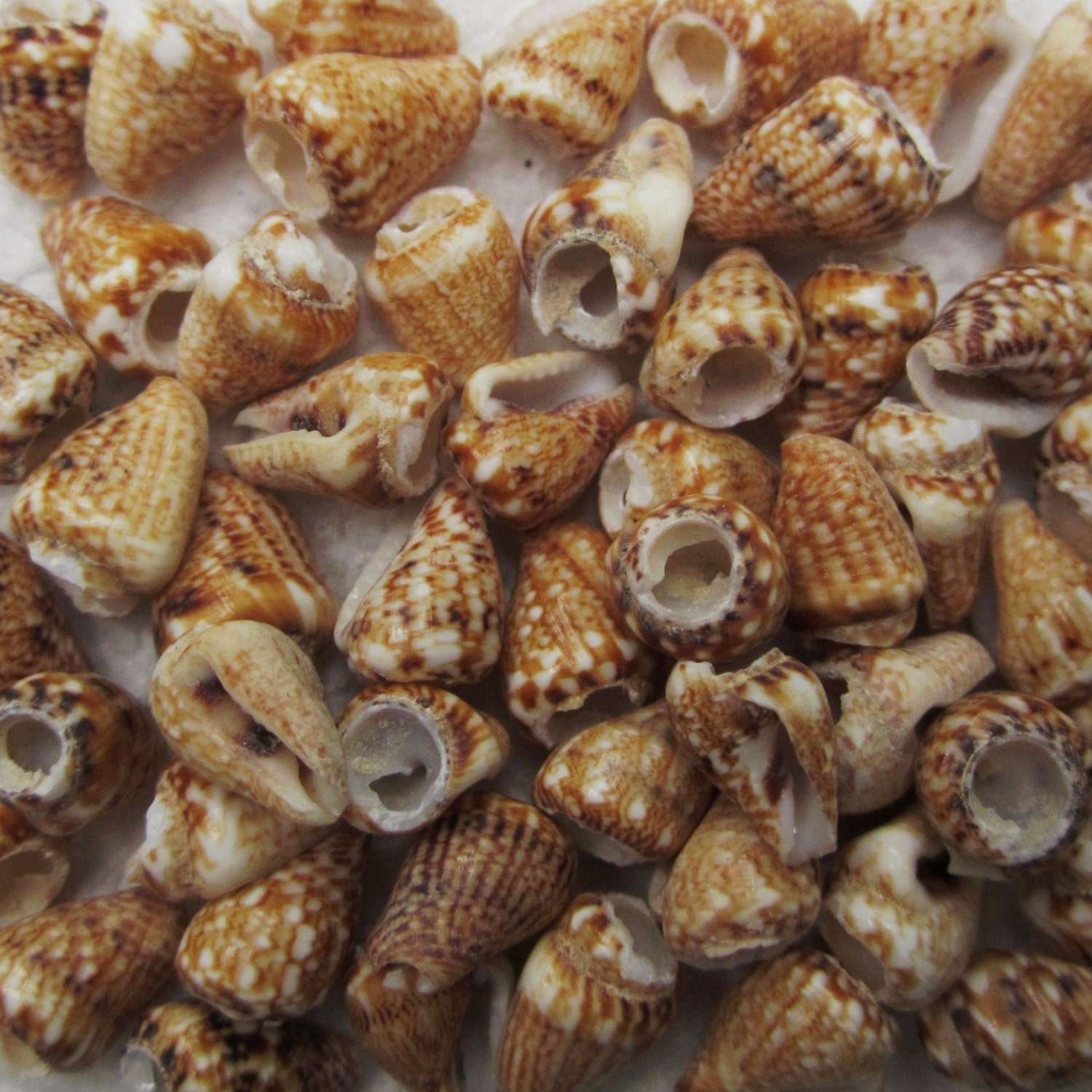 Small Cone Shell Beads, 8 mm - 11 mm -- 50 Shell Beads
