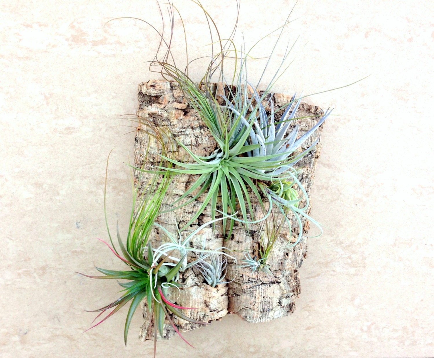 Wall Garden: Air Plants on Sustainable Virgin Cork Bark