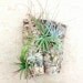 Wall Garden: Air Plants on Sustainable Virgin Cork Bark