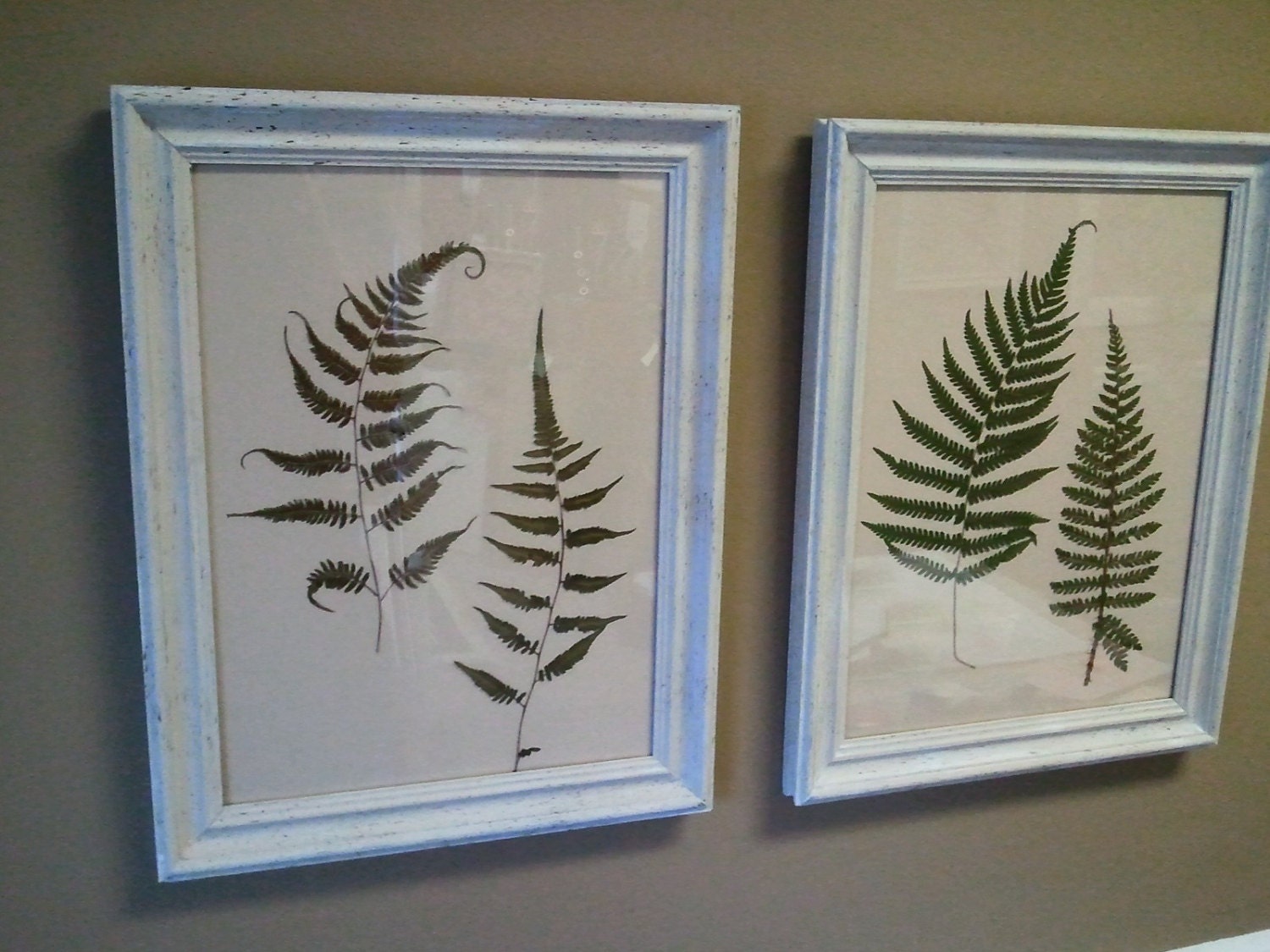 Dried- Pressed Ferns, Framed Ferns, Nature, Ferns, Garden, Home Decor