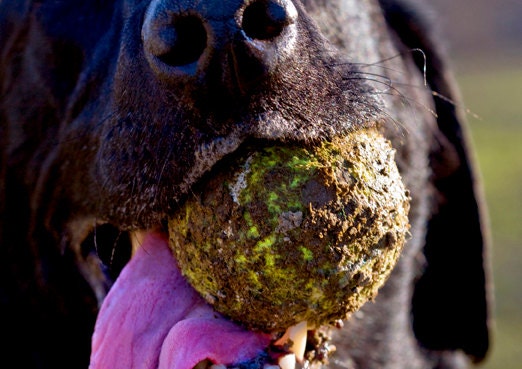 Tennis Ball Love, Dog Photography, Labrador Retriever, Blank Photo Card