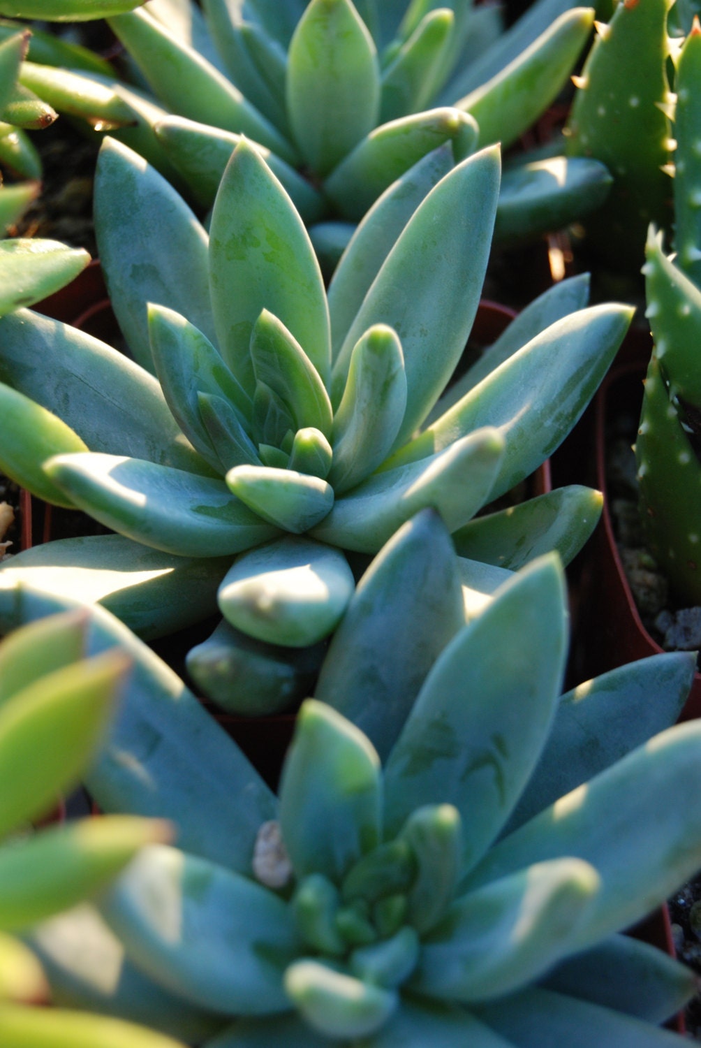 12 - 2.5"  Succulents for your special occassion...wedding, baby shower, parties.