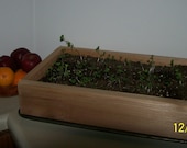 Cedar Seedling / Herb Garden / Seeding Starter Garden Box