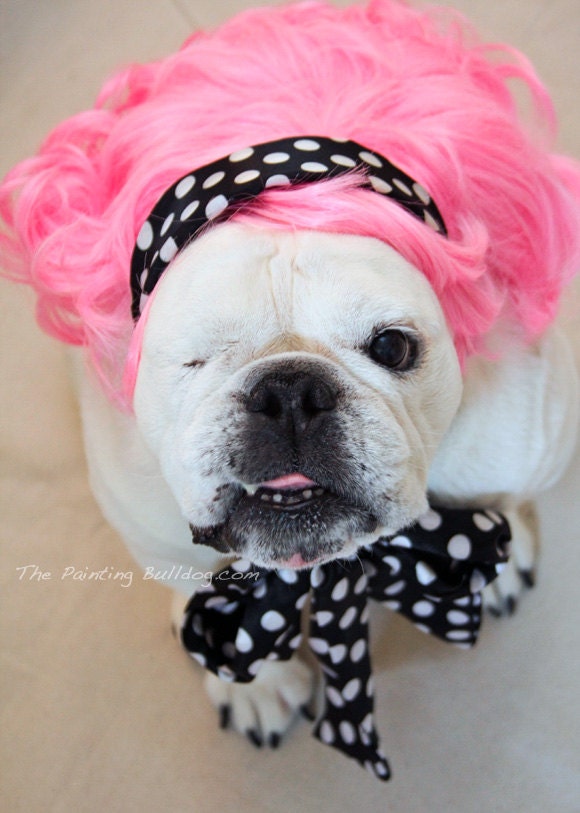 Pink Haired and Adorable English Bulldog - Funny Dog Photo - Piper Stone The Painting Bulldog - Pet Portrait - Pink Wig - 5x7
