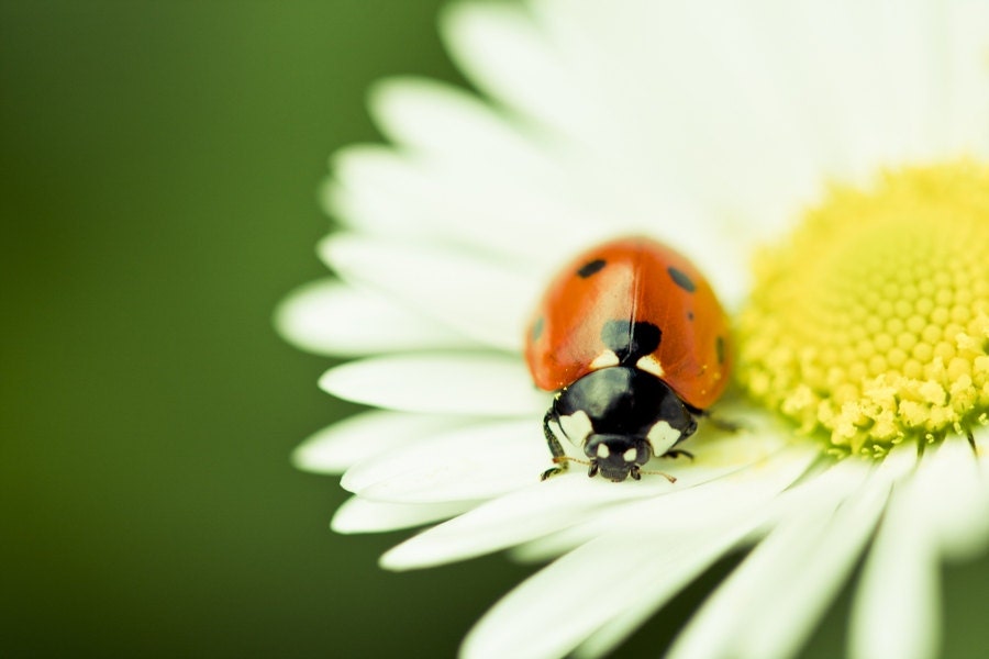 Natere Photography, Ladybug Macro Photograph, Daisy Flower Closeup, Canvas Print, Photo Paper Print, Macro Photography