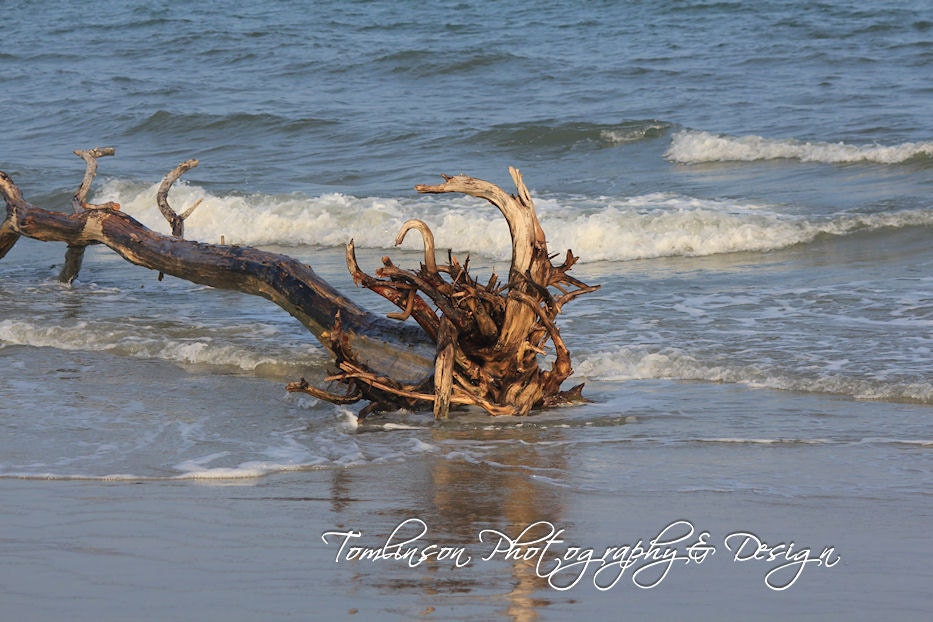 Nautical Beach Photography Print of Large Driftwood Piece, Beach Coastal Art, Home Decor