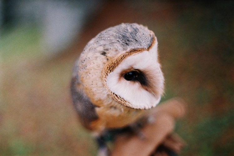 Owl