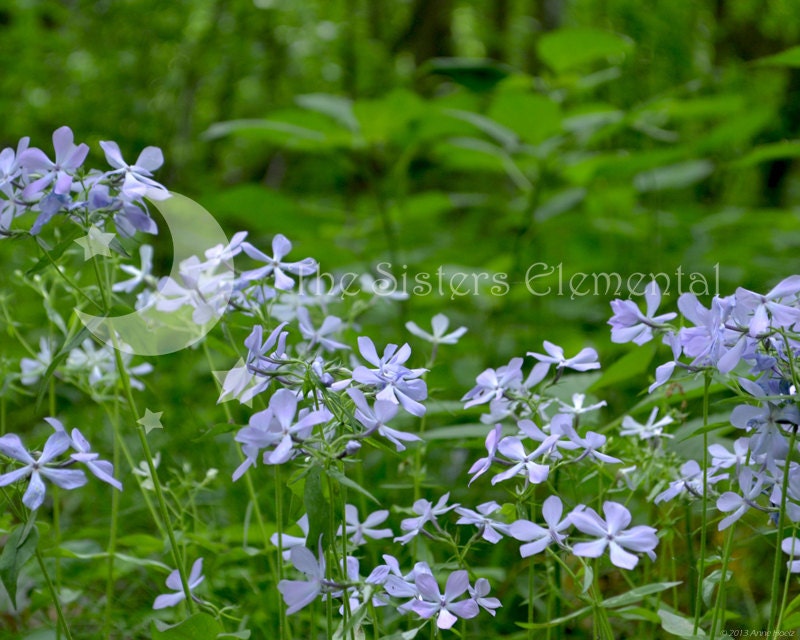 Lavender Flowers, Digital Download Photography, Fine Art Photo, in the woods, forest, woodland, landscape