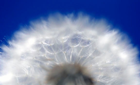 Dandelion Seeds Blue Sky Soft Fine Detail Home Decor Fine Art Print 8x12 "Dandelion on Blue Sky"