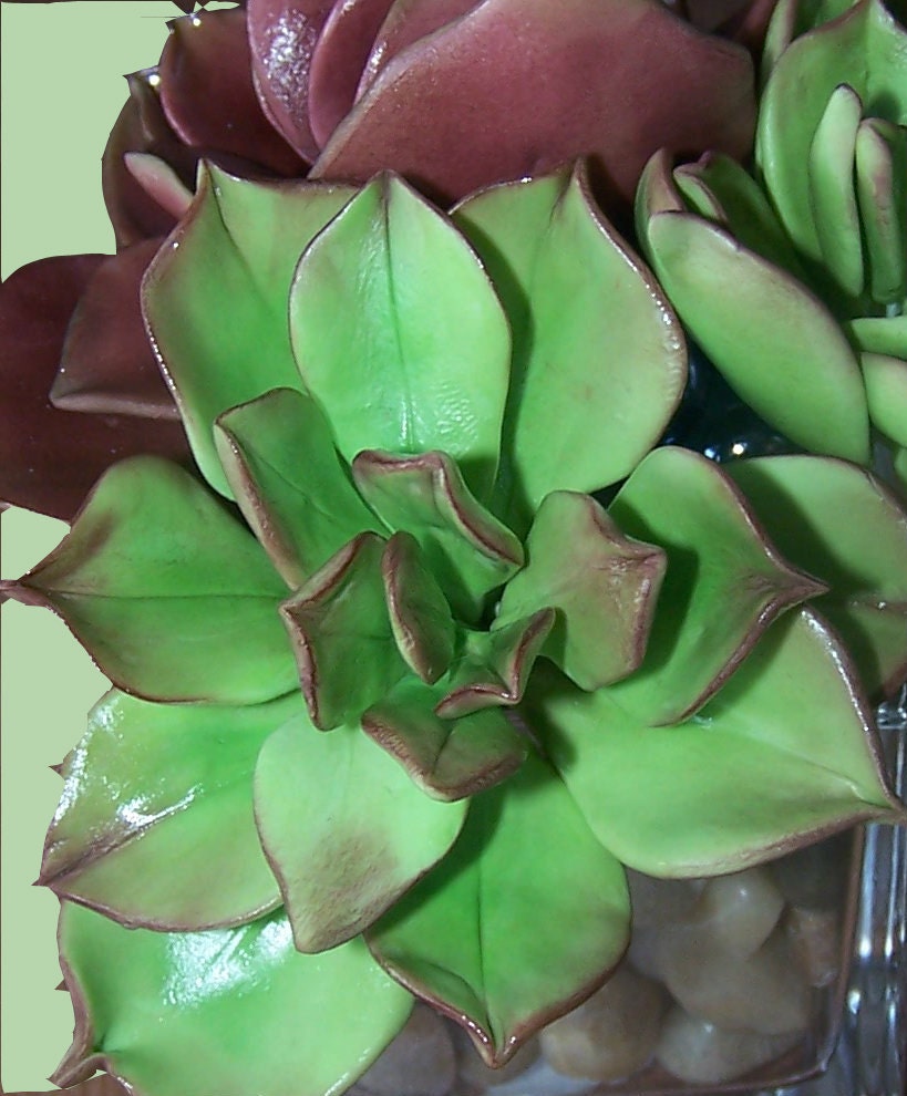 Succulent  Cake Topper Package